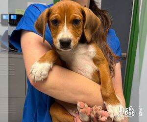 Labbe Dogs for adoption in Washington, DC, USA