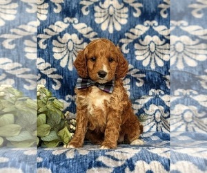 Miniature Labradoodle Puppy for sale in QUARRYVILLE, PA, USA