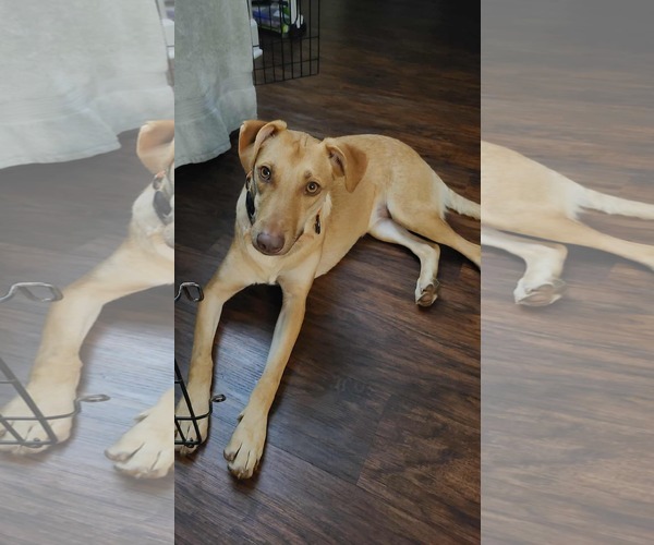 Medium Photo #4 American Pit Bull Terrier-Labrador Retriever Mix Puppy For Sale in Minneapolis, MN, USA