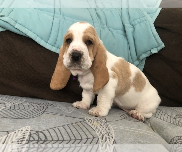 Medium Photo #8 Basset Hound Puppy For Sale in SAGINAW, MI, USA
