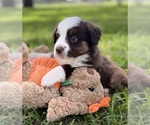 Puppy Layla Miniature Australian Shepherd