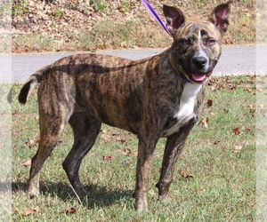 Black Mouth Cur-Unknown Mix Dogs for adoption in Prattville, AL, USA