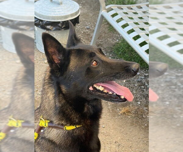 Medium Photo #2 Mutt Puppy For Sale in Imlay City, MI, USA