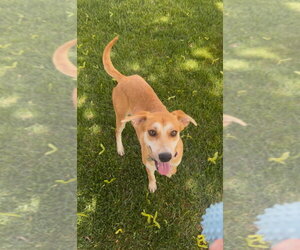 Labrador Retriever-Unknown Mix Dogs for adoption in Salt Lake City, UT, USA