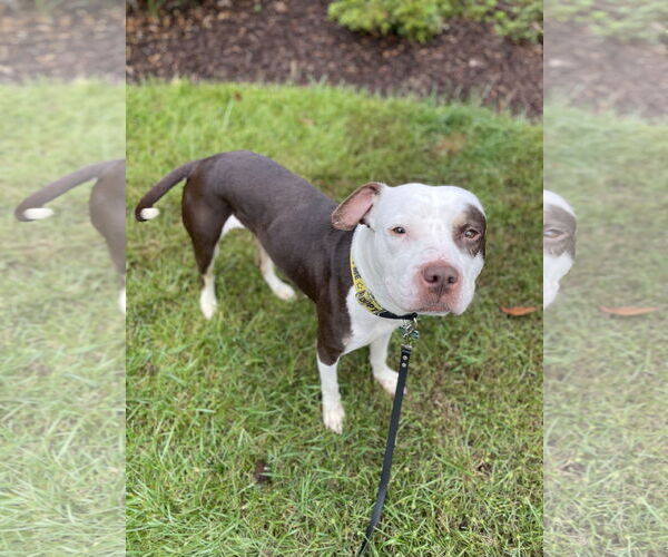 Medium Photo #2 American Pit Bull Terrier-Unknown Mix Puppy For Sale in Alexandria, VA, USA