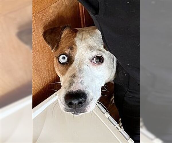 Medium Photo #1 Mutt Puppy For Sale in Dana Point, CA, USA