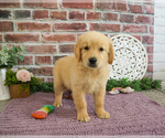 Small #4 Golden Retriever