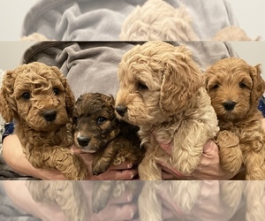 Doodle-Golden Retriever Mix Puppy for sale in COLUMBUS, OH, USA