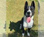 Small #2 Akita Mix