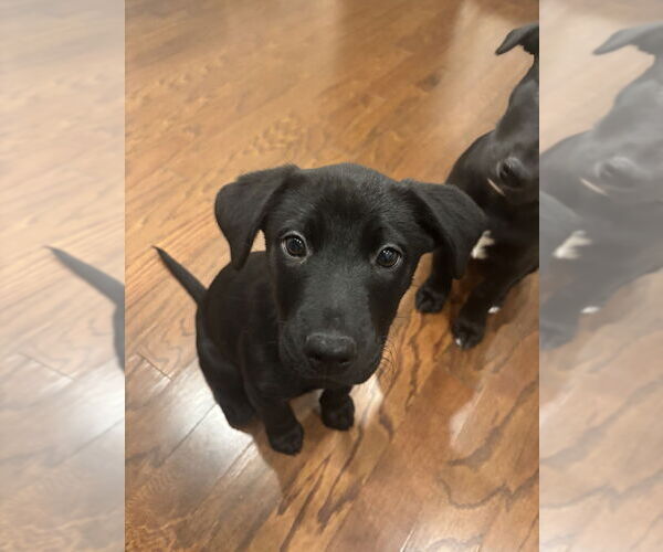 Medium Photo #7 Labrador Retriever-Unknown Mix Puppy For Sale in Mooresville, NC, USA