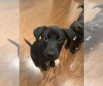 Small #6 Labrador Retriever Mix