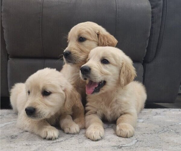 Medium Photo #2 Golden Retriever Puppy For Sale in SACRAMENTO, CA, USA