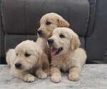 Small #1 Golden Retriever