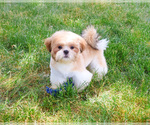 Small #4 Shih Tzu
