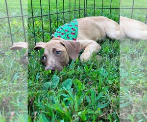 Boxador Dogs for adoption in Southbury, CT, USA