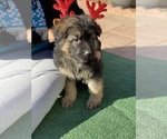 Puppy Mr Blue German Shepherd Dog