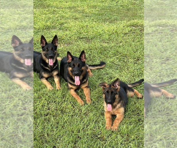 Medium Photo #1 German Shepherd Dog Puppy For Sale in BROOKSVILLE, FL, USA