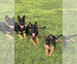 Father of the German Shepherd Dog puppies born on 03/12/2025