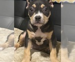 Small Photo #27 American Bully Puppy For Sale in BOLIVAR, MO, USA