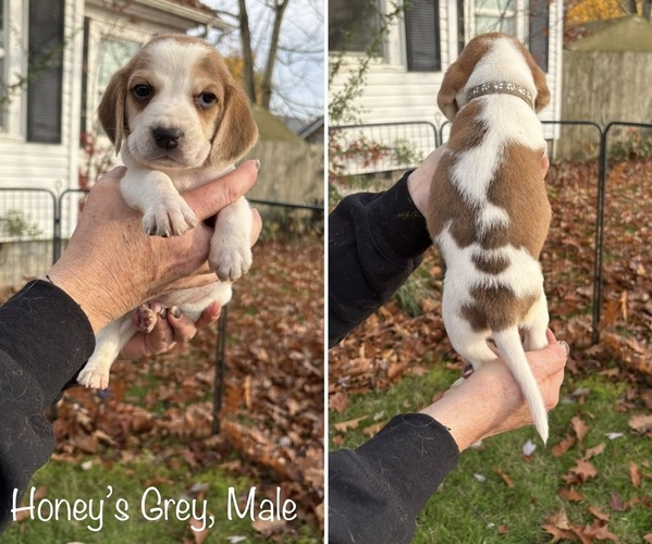 Medium Photo #1 Beagle Puppy For Sale in BROWNSVILLE, OR, USA