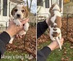 Puppy Honeys Gray Beagle
