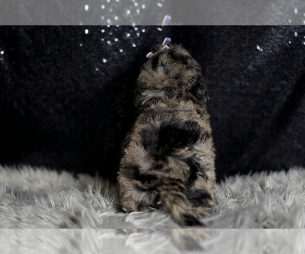 Medium Photo #5 Maltipoo (Miniature) Puppy For Sale in WARSAW, IN, USA