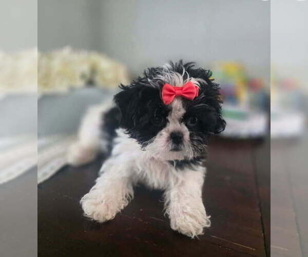 Medium Photo #1 Shih Tzu Puppy For Sale in PAWTUCKET, RI, USA