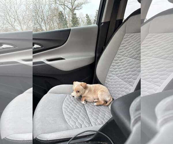 Medium Photo #6 Mutt Puppy For Sale in Holly Springs, NC, USA