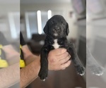 Small Photo #26 English Springer Spaniel-Labradoodle Mix Puppy For Sale in THE DALLES, OR, USA