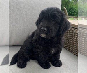 Goldendoodle (Miniature) Puppy for sale in ROWLEY, MA, USA