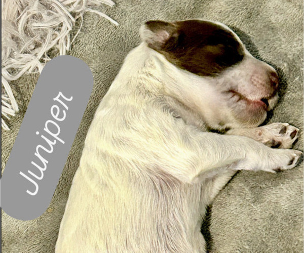 Medium Photo #1 Portuguese Water Dog Puppy For Sale in BAYTOWN, TX, USA