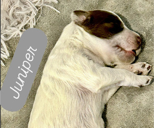 Medium Portuguese Water Dog