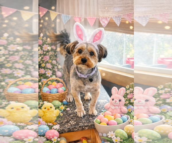 Medium Photo #11 Mutt Puppy For Sale in Allentown,, PA, USA