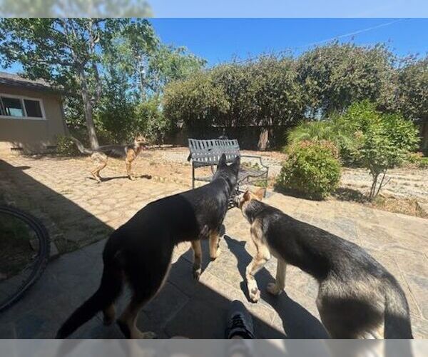 Medium Photo #3 German Shepherd Dog Puppy For Sale in Cupertino, CA, USA