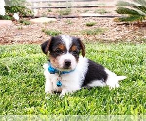 Biewer Terrier Puppy for sale in ESCONDIDO, CA, USA
