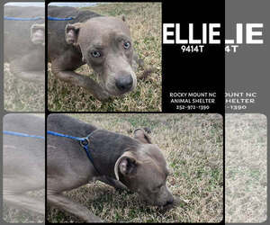 American Pit Bull Terrier-Unknown Mix Dogs for adoption in Holly Springs, NC, USA