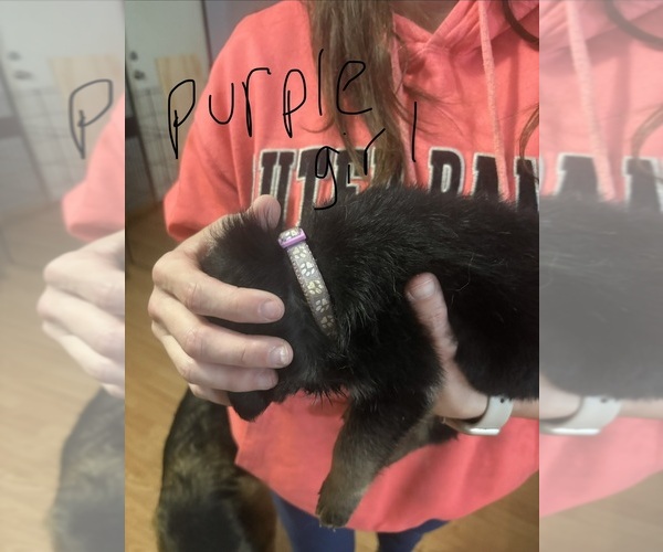 Medium Photo #14 German Shepherd Dog Puppy For Sale in RUSTBURG, VA, USA