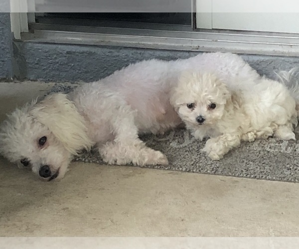 Medium Photo #1 Maltipoo Puppy For Sale in OCALA, FL, USA