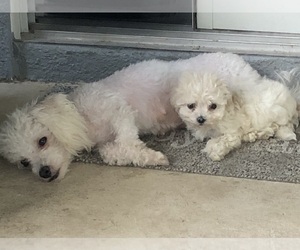 Mother of the Maltipoo puppies born on 05/31/2025