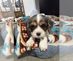 Puppy Paisley Cavalier King Charles Spaniel