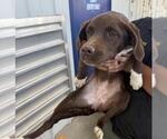 Small German Shorthaired Pointer Mix