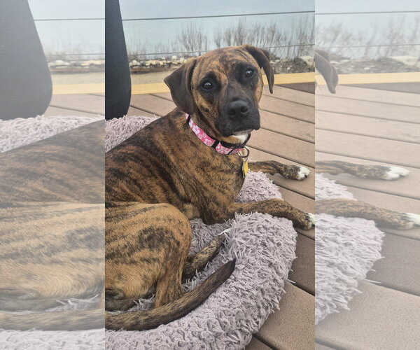 Medium Photo #2 Boxer-Unknown Mix Puppy For Sale in Burnsville, MN, USA
