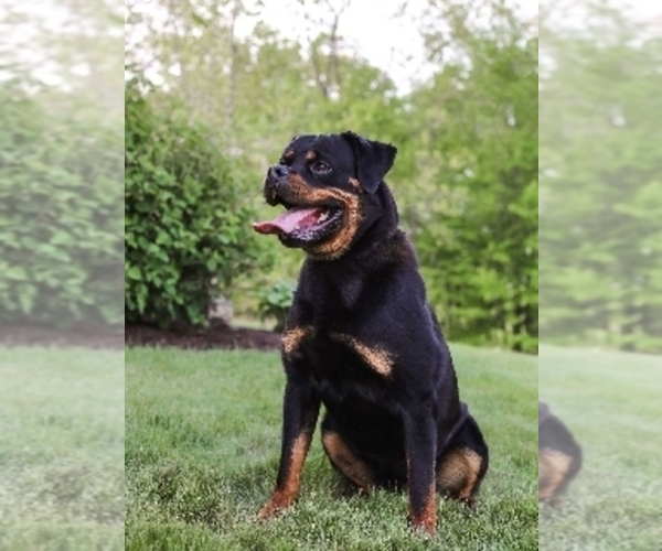 Medium Photo #3 Rottweiler Puppy For Sale in ORWELL, OH, USA