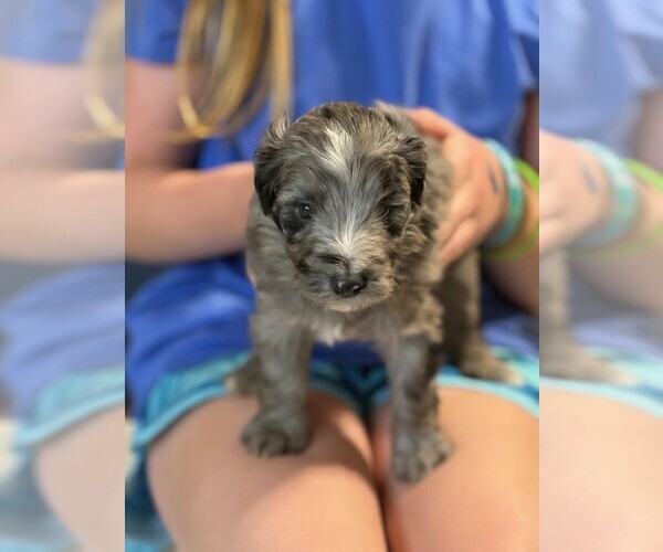 Medium Photo #1 Aussie-Poo Puppy For Sale in TOPEKA, KS, USA
