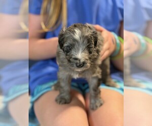 Aussie-Poo Puppy for Sale in TOPEKA, Kansas USA