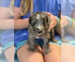 Small Aussie-Poo