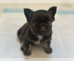 Small #3 French Bulldog