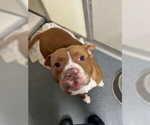 Mutt Dogs for adoption in Glen Allen, VA, USA