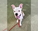 Small Mutt