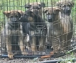 Small Photo #1 German Shepherd Dog Puppy For Sale in HONEA PATH, SC, USA